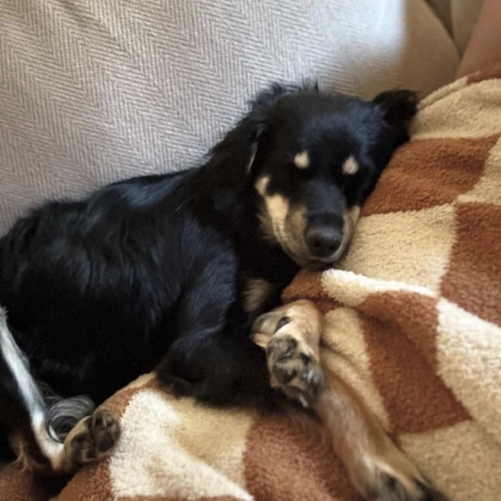 Enlarge Stevie Nicks, a Adoptable Collie in Sonoma, CA image 1/4