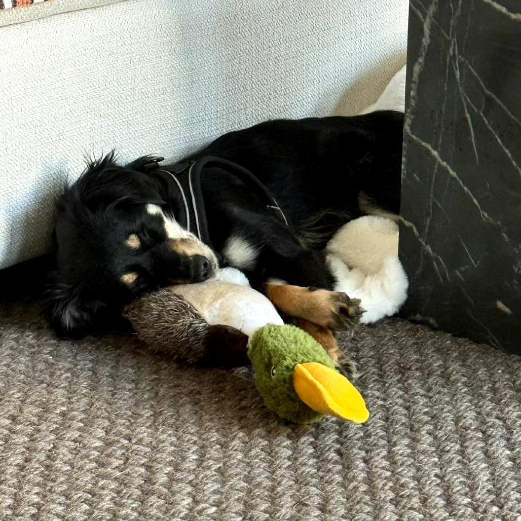 Enlarge Stevie Nicks, a Adoptable Collie in Sonoma, CA image 2/4