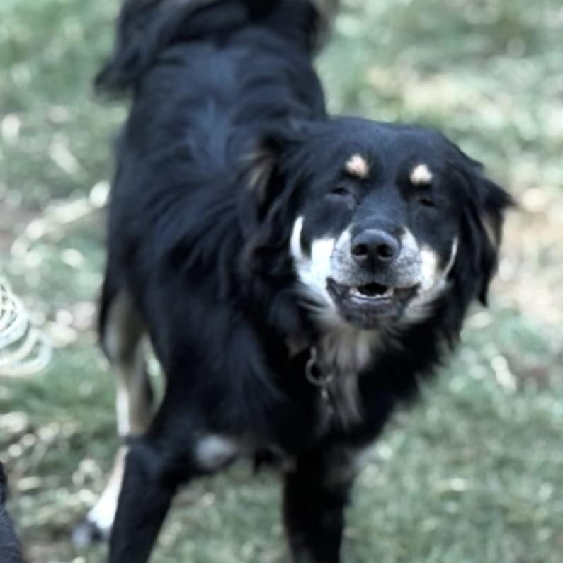 Enlarge Stevie Nicks, a Adoptable Collie in Sonoma, CA image 3/4
