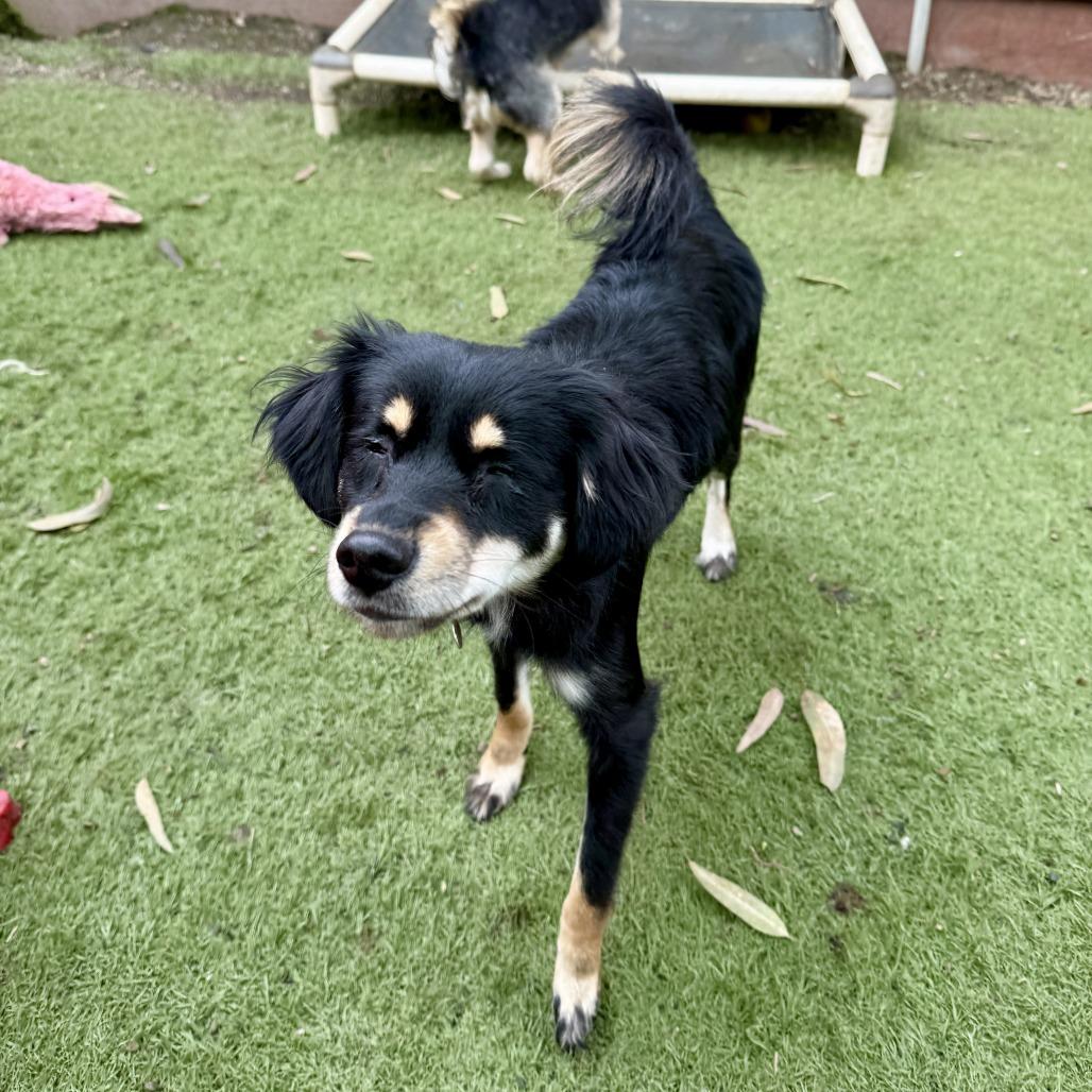 Enlarge Stevie Nicks, a Adoptable Collie in Sonoma, CA image 4/4