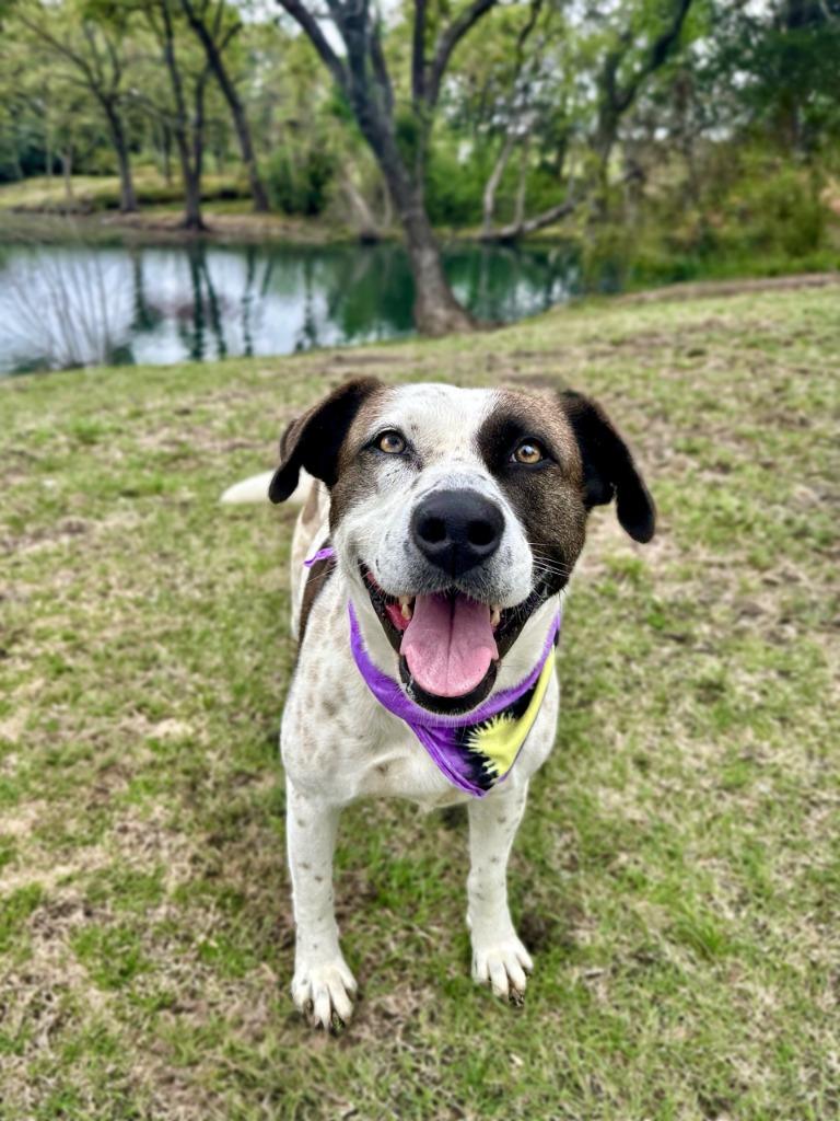 Enlarge Kookie, a Adoptable mixed breed in Seagoville, TX image 1/6