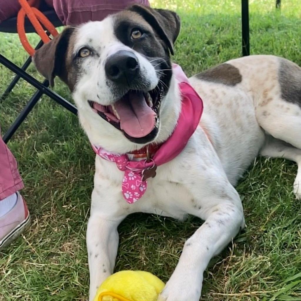 Enlarge Kookie, a Adoptable mixed breed in Seagoville, TX image 2/6