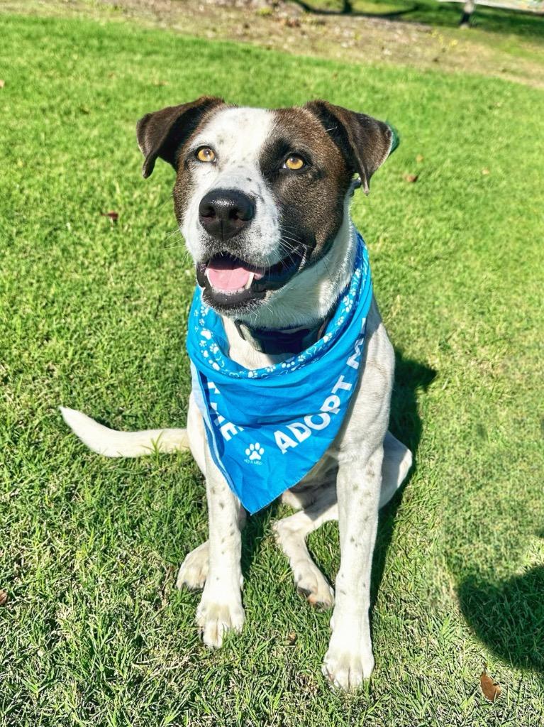 Enlarge Kookie, a Adoptable mixed breed in Seagoville, TX image 3/6