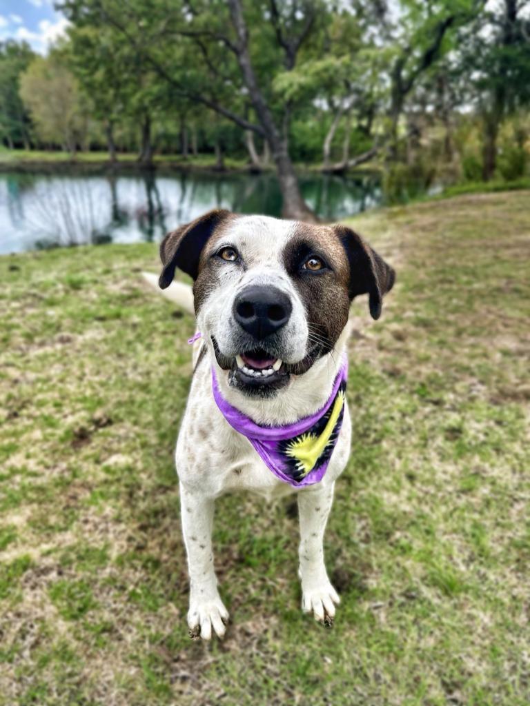 Enlarge Kookie, a Adoptable mixed breed in Seagoville, TX image 1/4