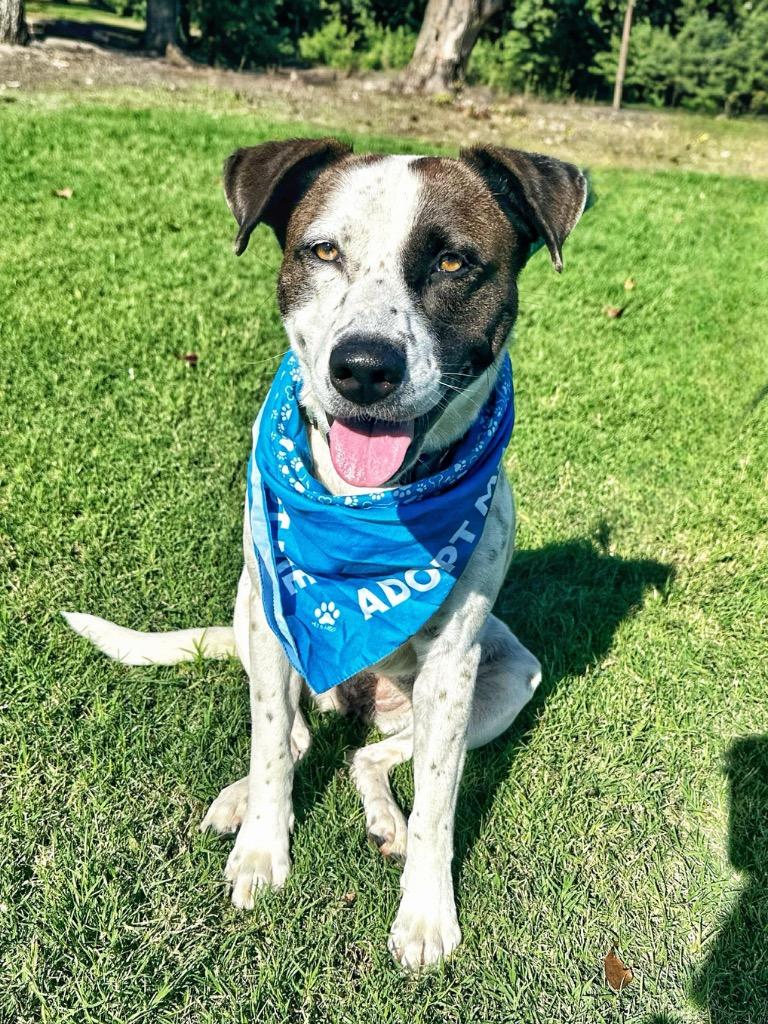 Enlarge Kookie, a Adoptable mixed breed in Seagoville, TX image 4/6