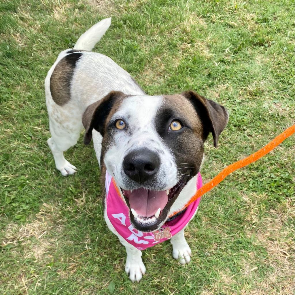 Enlarge Kookie, a Adoptable mixed breed in Seagoville, TX image 2/4