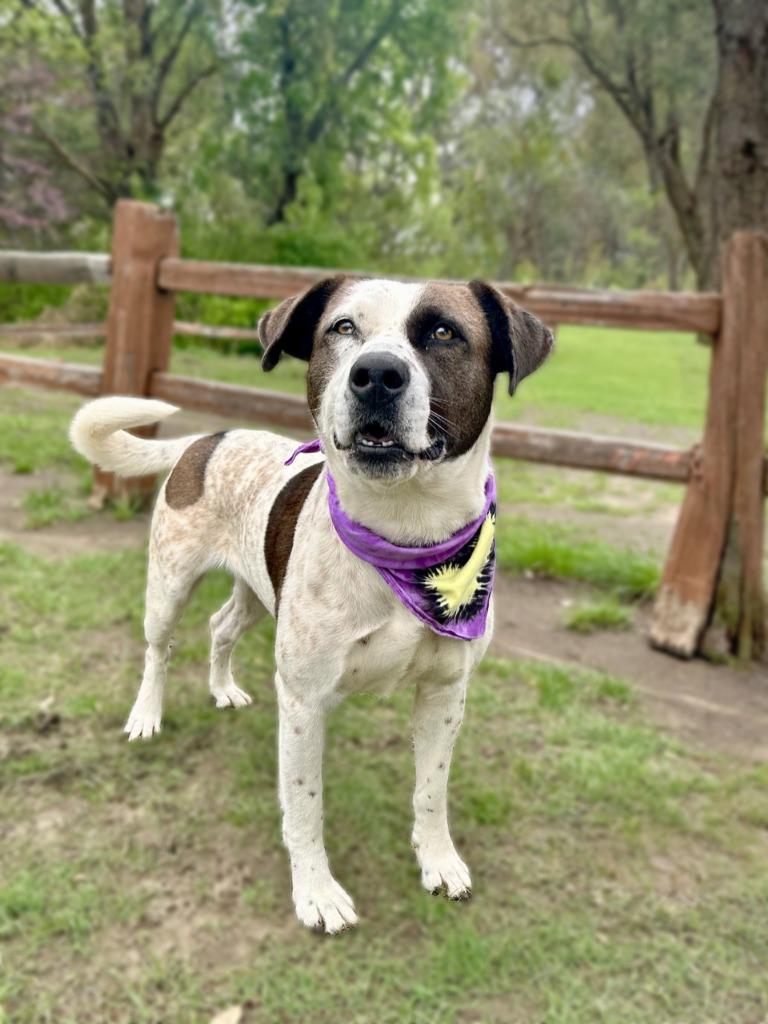 Enlarge Kookie, a Adoptable mixed breed in Seagoville, TX image 4/4
