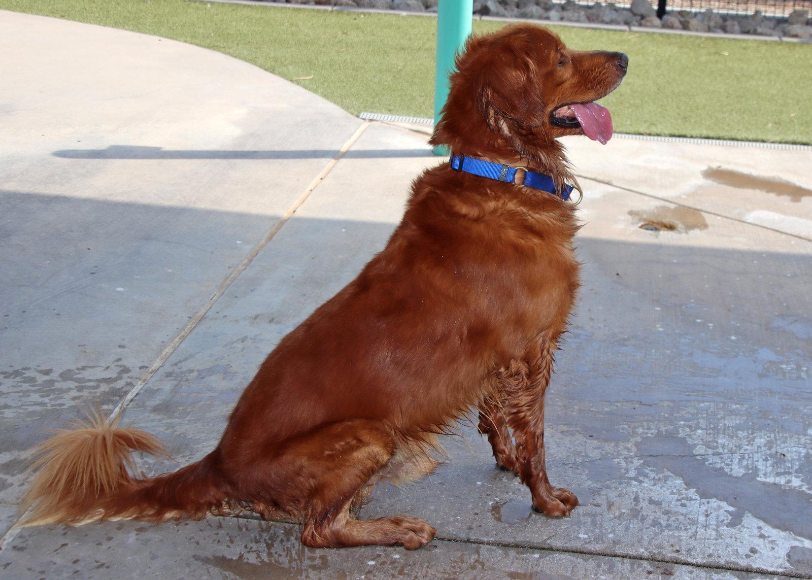Canelo, Adoptable, Young Male Golden Retriever.