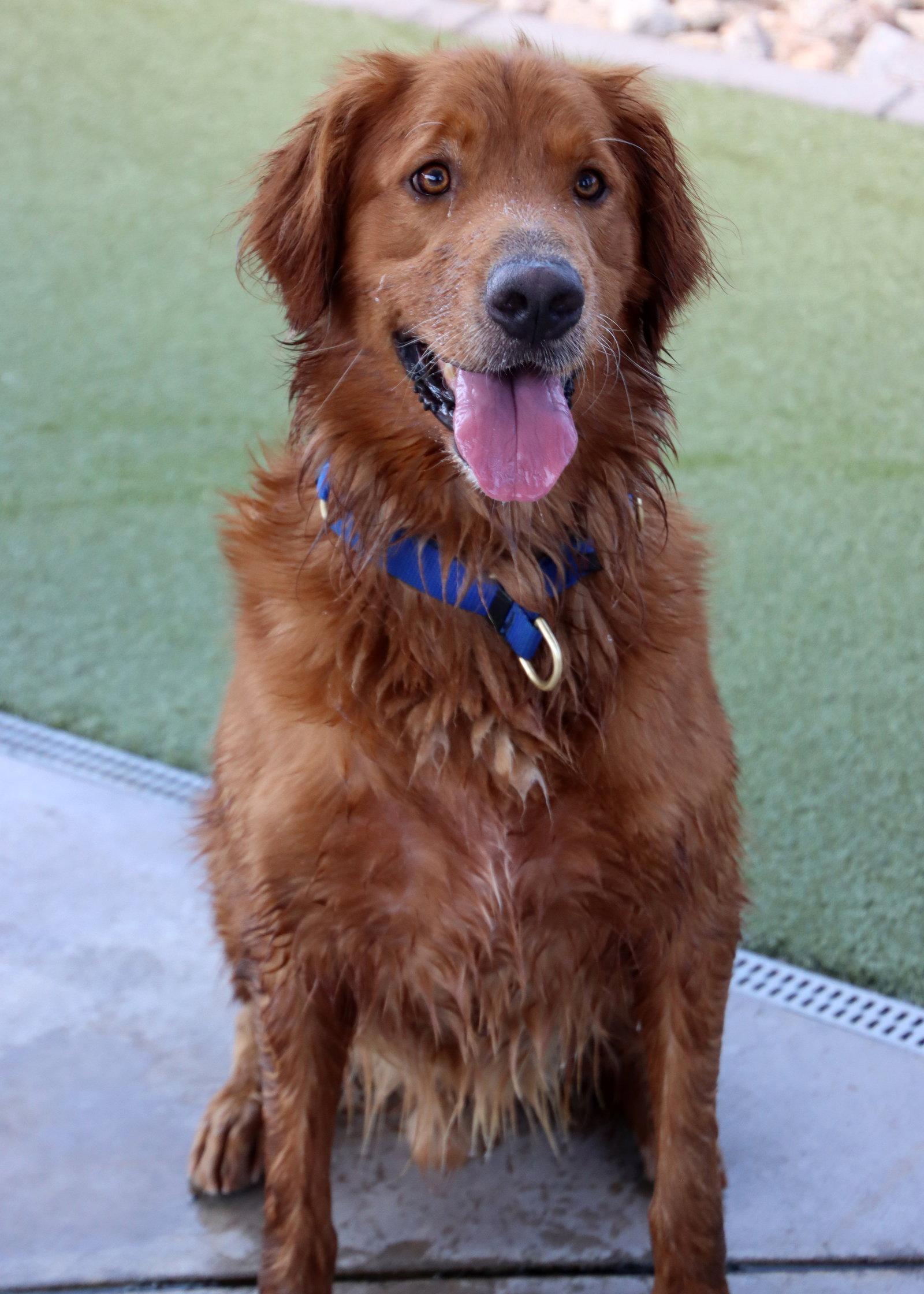 Enlarge Canelo, a Adoptable Golden Retriever in Glendale, AZ image 2/3