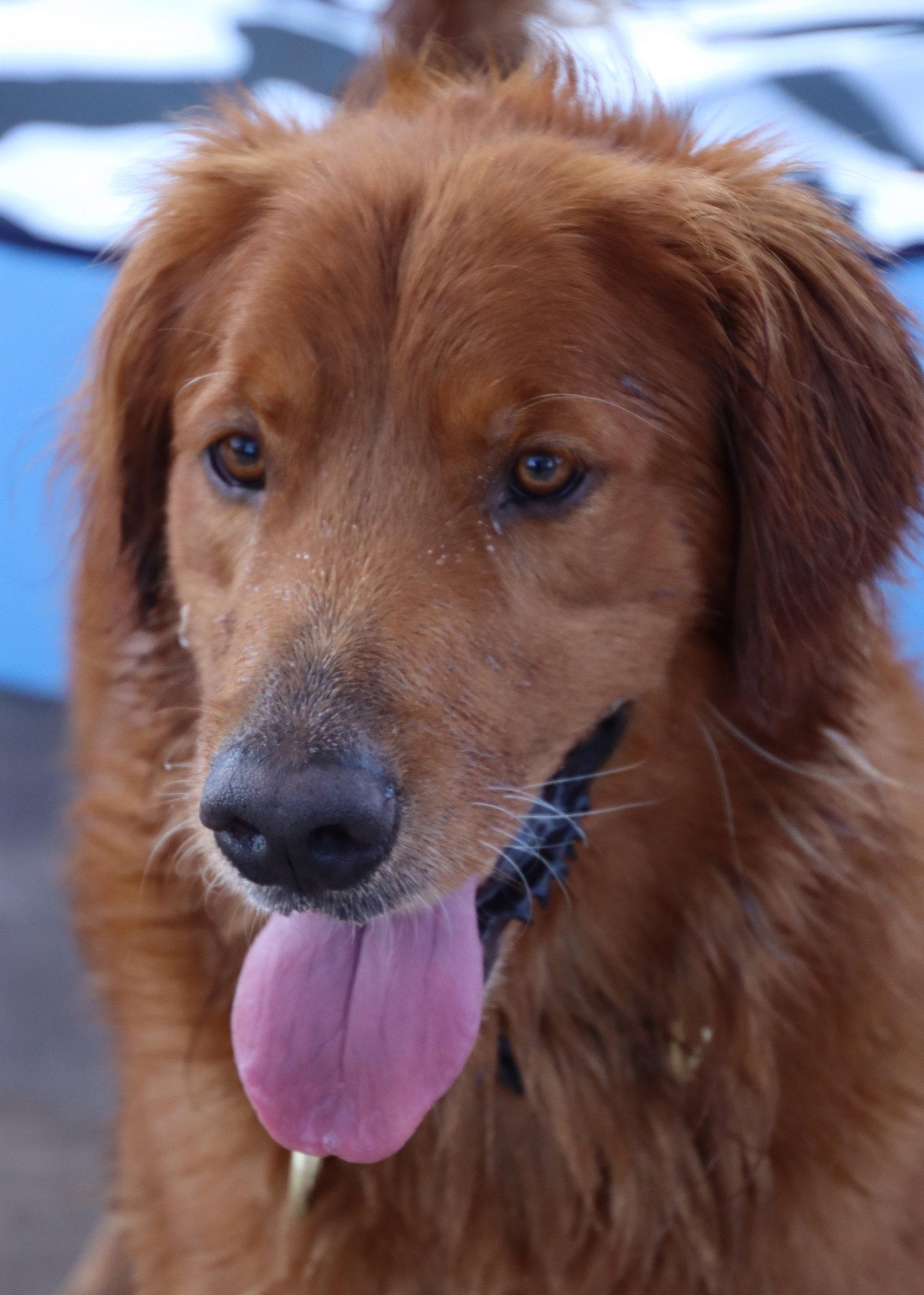 Enlarge Canelo, a Adoptable Golden Retriever in Glendale, AZ image 3/3