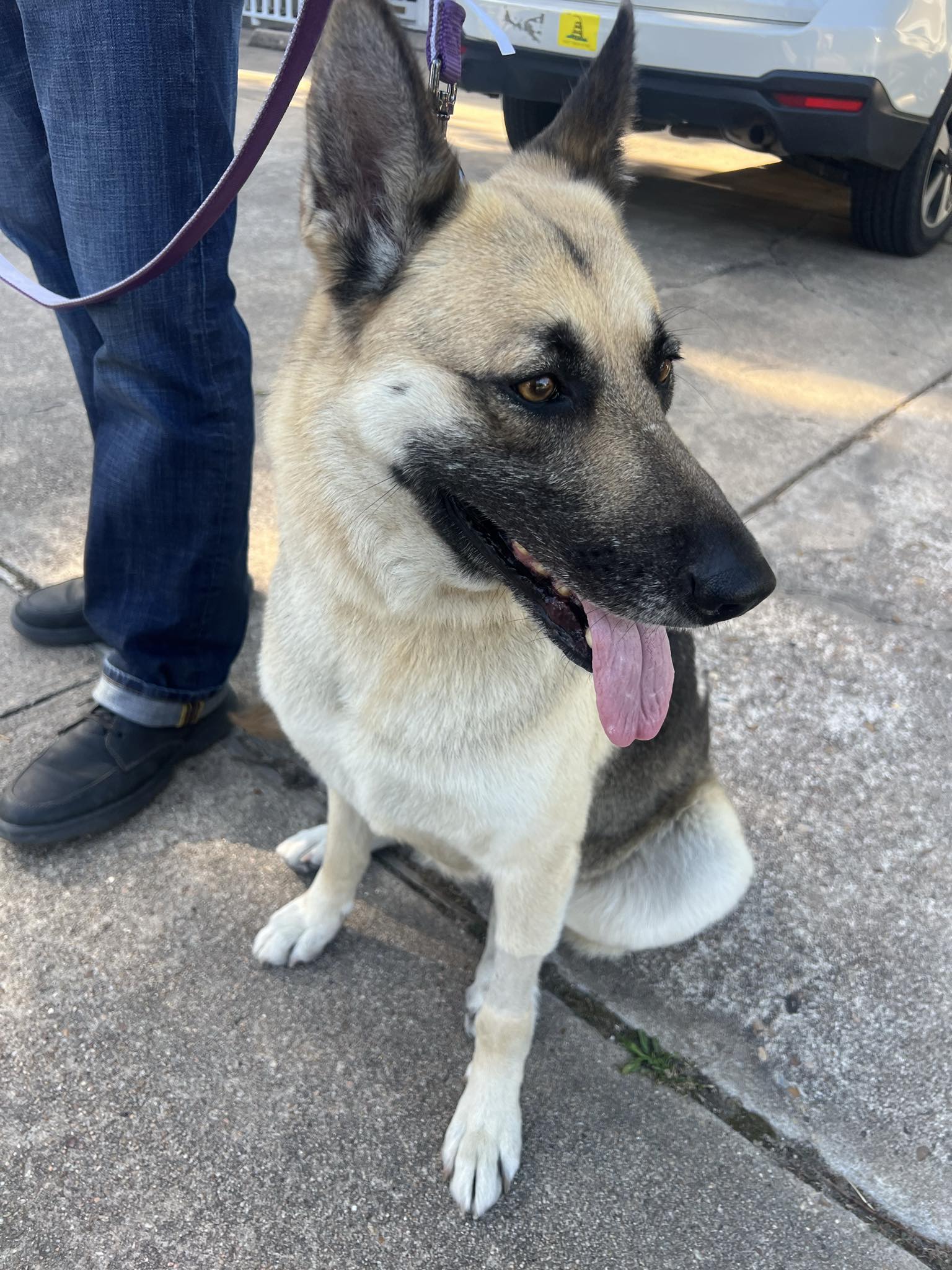 Petfinder Syracuse Ny - acu1f60