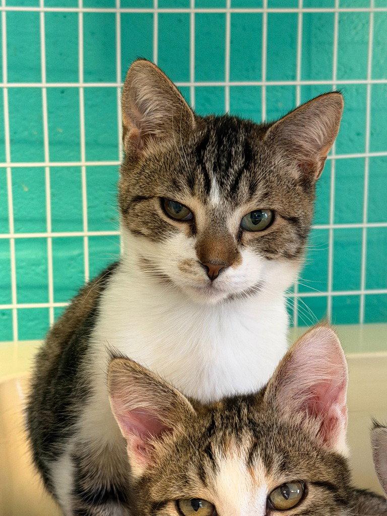 Enlarge Journey, a Adoptable Domestic Short Hair in St. Helens, OR image 1/2