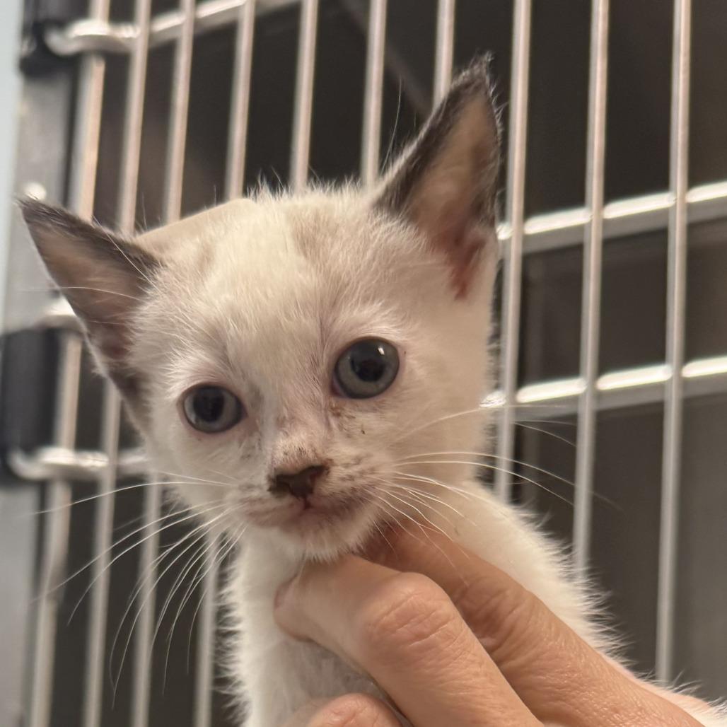 Maise, Adoptable, Kitten Female Snowshoe.