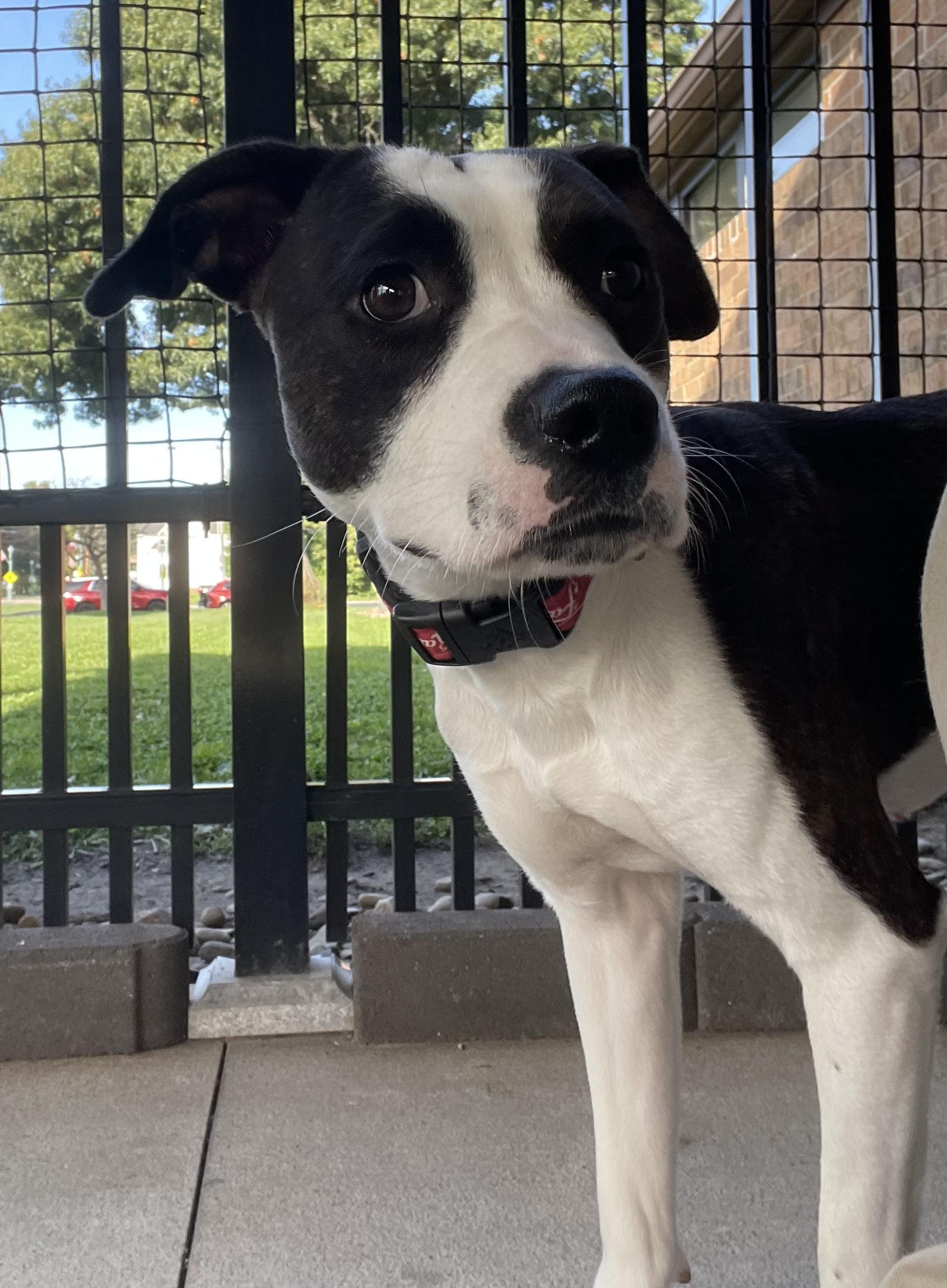 Enlarge Susie AVAILABLE, a Adoptable Pit Bull Terrier in Canton, OH image 2/6