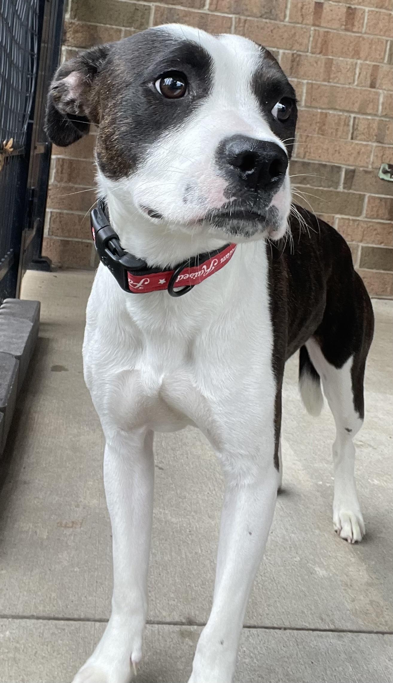 Enlarge Susie AVAILABLE, a Adoptable Pit Bull Terrier in Canton, OH image 4/6