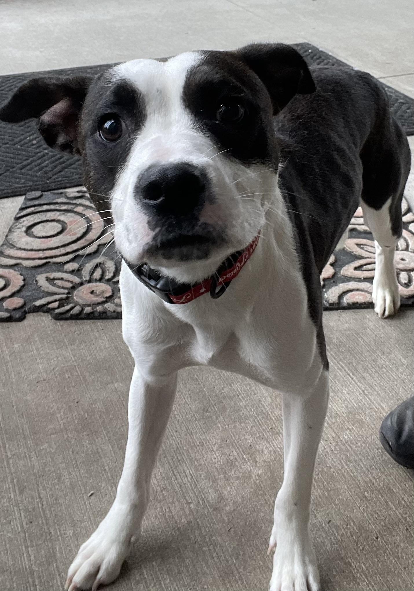 Enlarge Susie AVAILABLE, a Adoptable Pit Bull Terrier in Canton, OH image 3/6