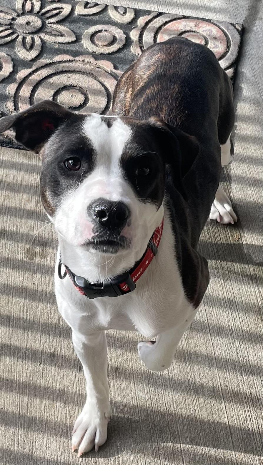 Susie AVAILABLE, Adoptable, Young Female Pit Bull Terrier.
