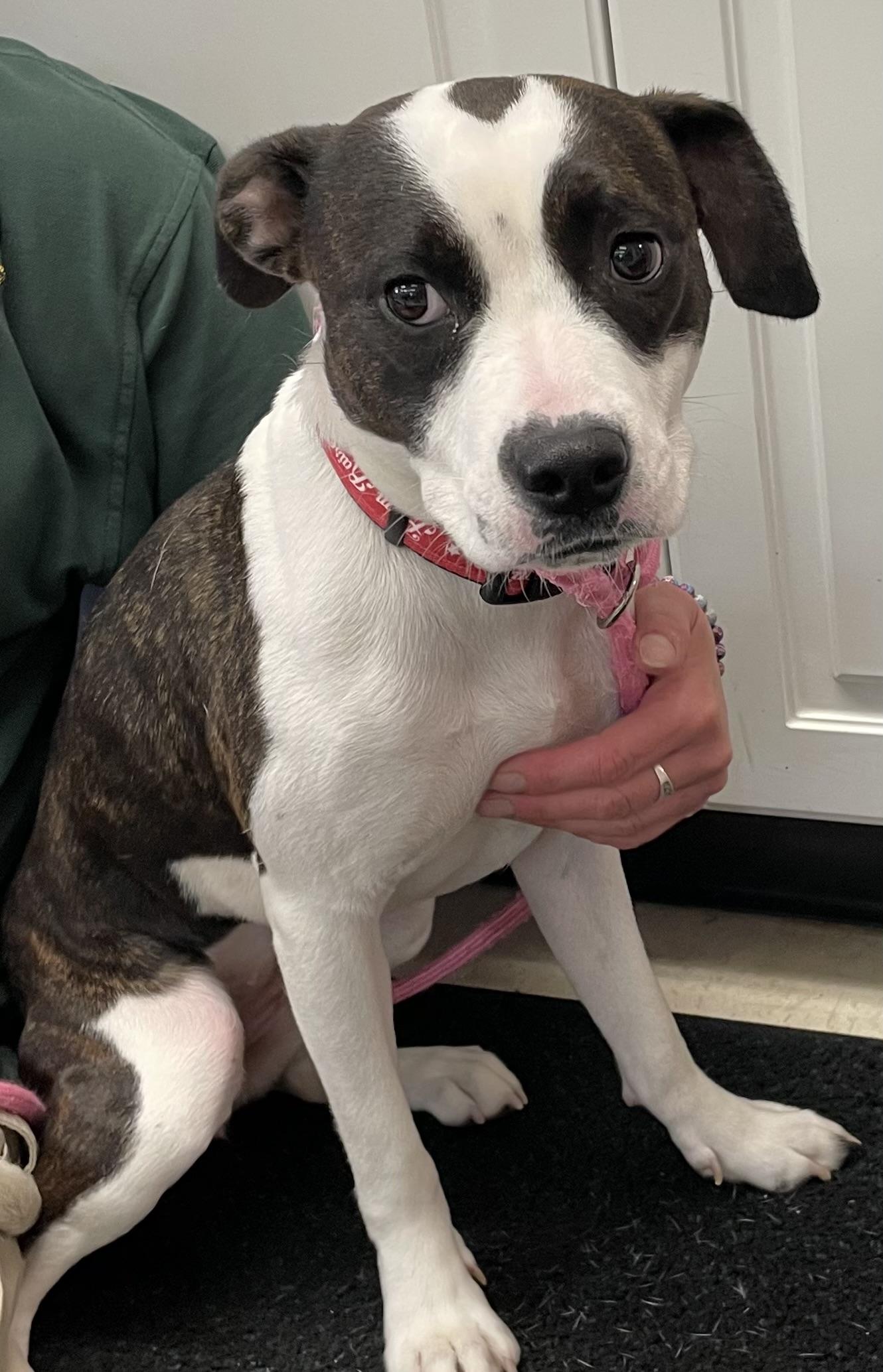 Enlarge Susie AVAILABLE, a Adoptable Pit Bull Terrier in Canton, OH image 6/6