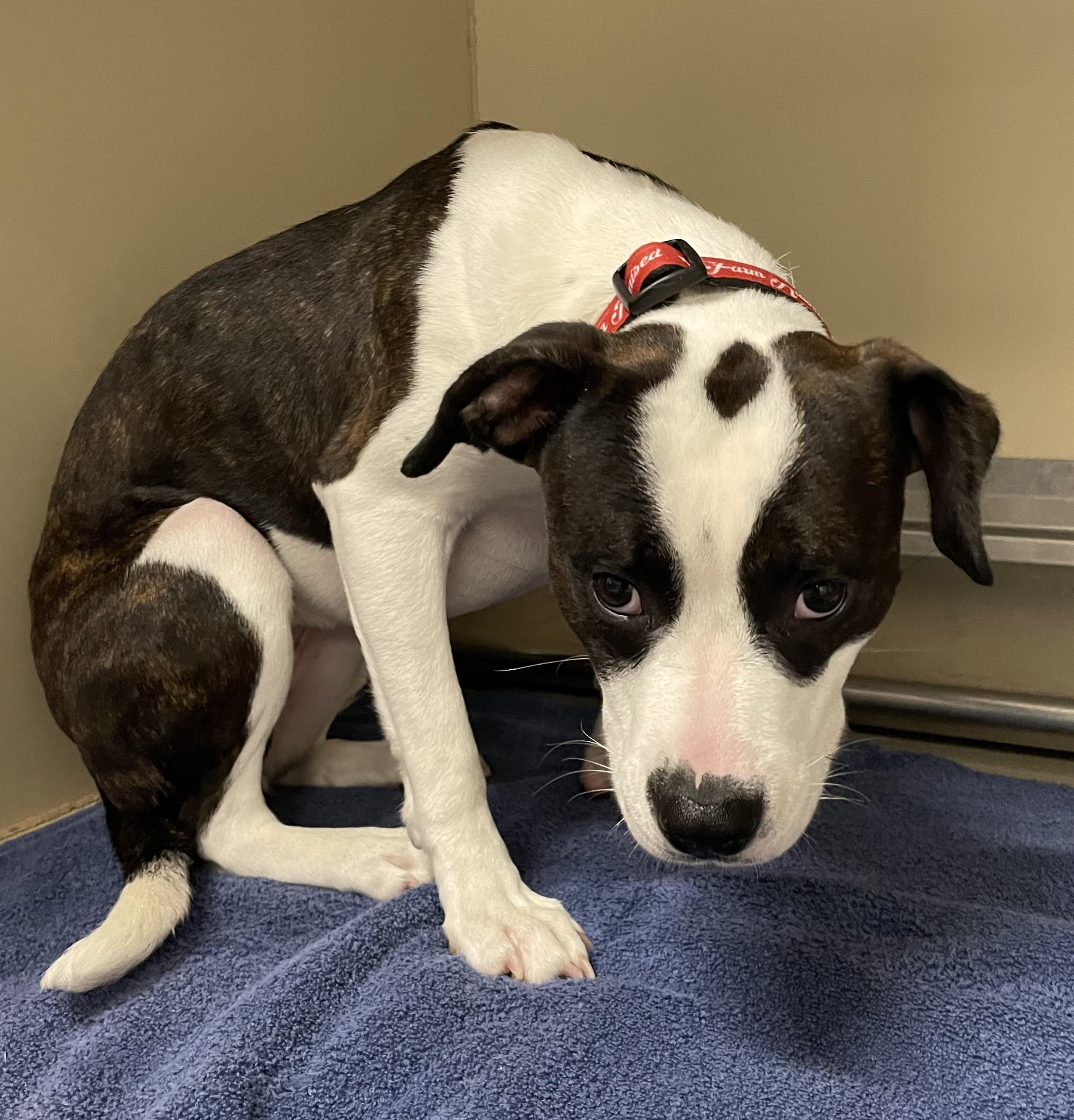 Enlarge Susie AVAILABLE, a Adoptable Pit Bull Terrier in Canton, OH image 5/6