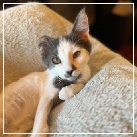 Evan, Adoptable, Kitten Male Domestic Short Hair.