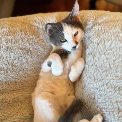 Evan, a Adoptable Domestic Short Hair in Long Beach, CA image 2/6