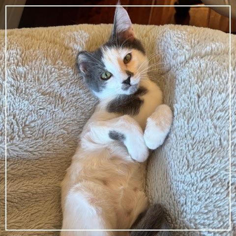 Evan, a Adoptable Domestic Short Hair in Long Beach, CA image 3/6