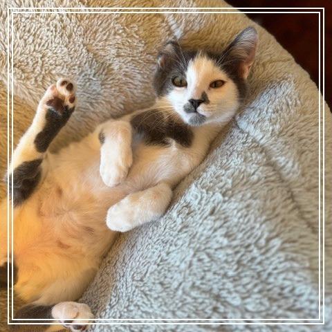 Evan, a Adoptable Domestic Short Hair in Long Beach, CA image 4/6