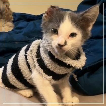 Evan, a Adoptable Domestic Short Hair in Long Beach, CA image 5/6