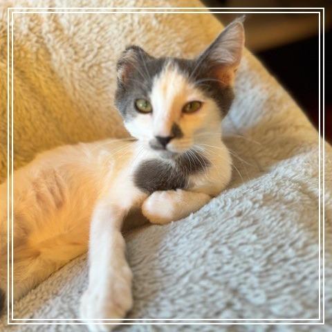 Evan, a Adoptable Domestic Short Hair in Long Beach, CA image 6/6