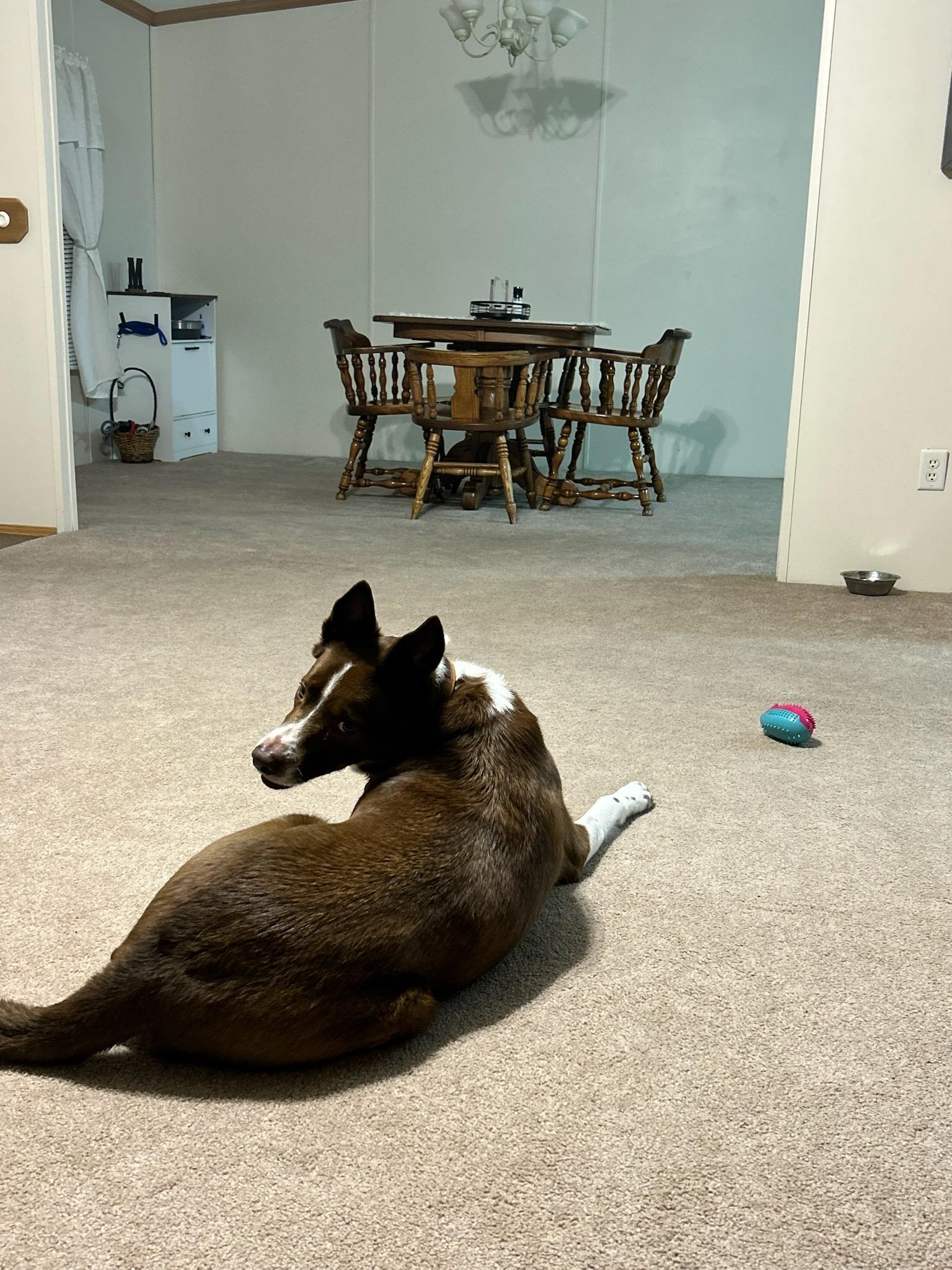 Enlarge Ozzie, a Adopted mixed breed in Greeneville, TN image 1/2