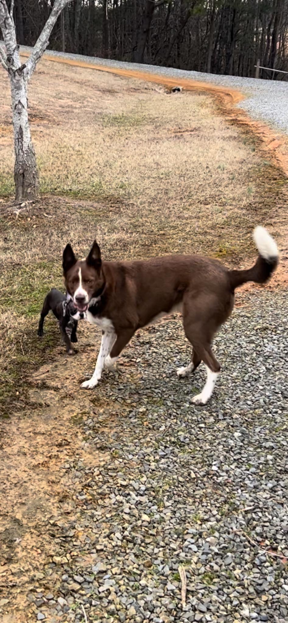 Enlarge Ozzie, a Adopted mixed breed in Greeneville, TN image 2/2