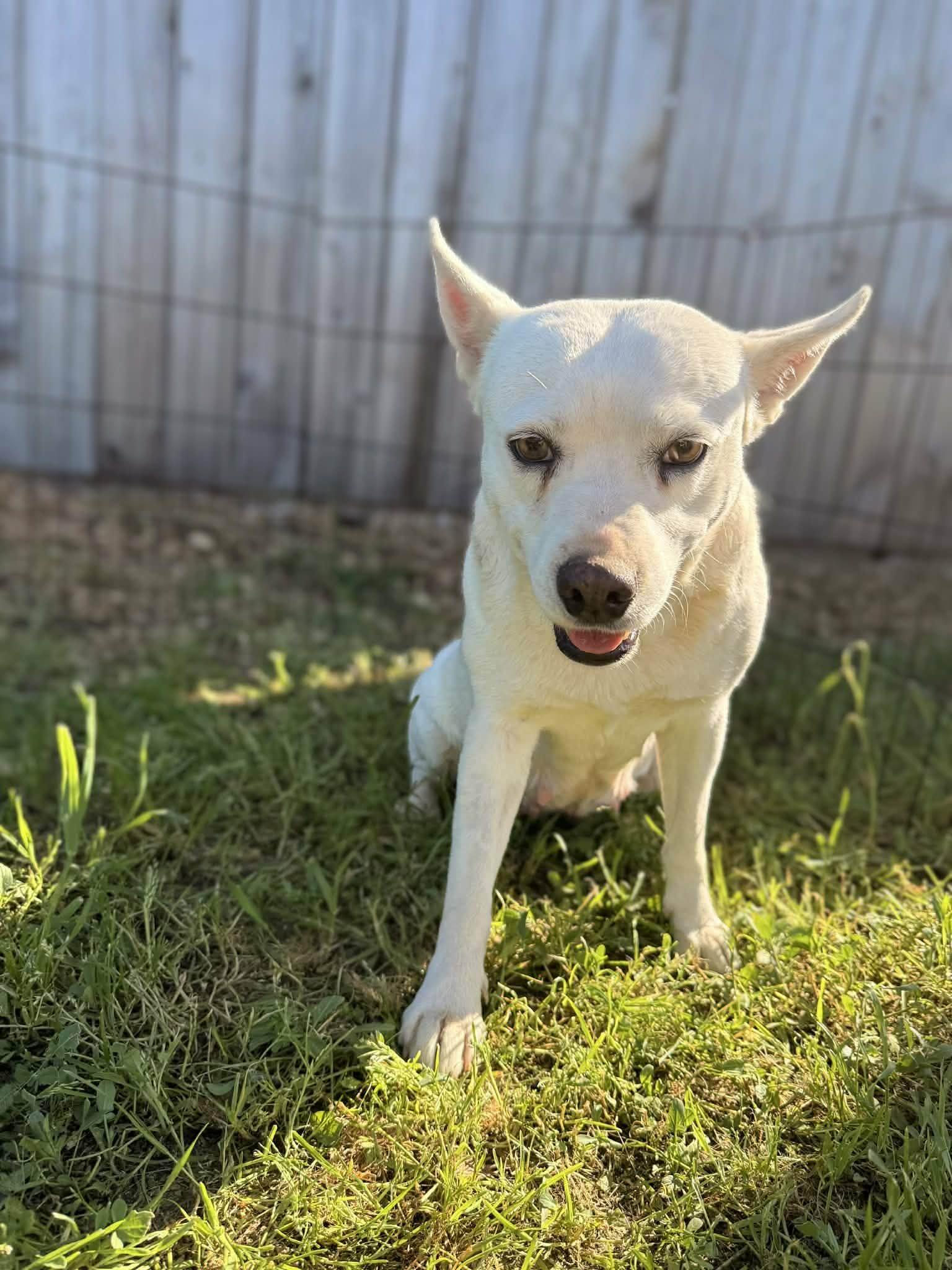 Rosey, ADOPTABLE, Adult Female Australian Cattle Dog / Blue Heeler.