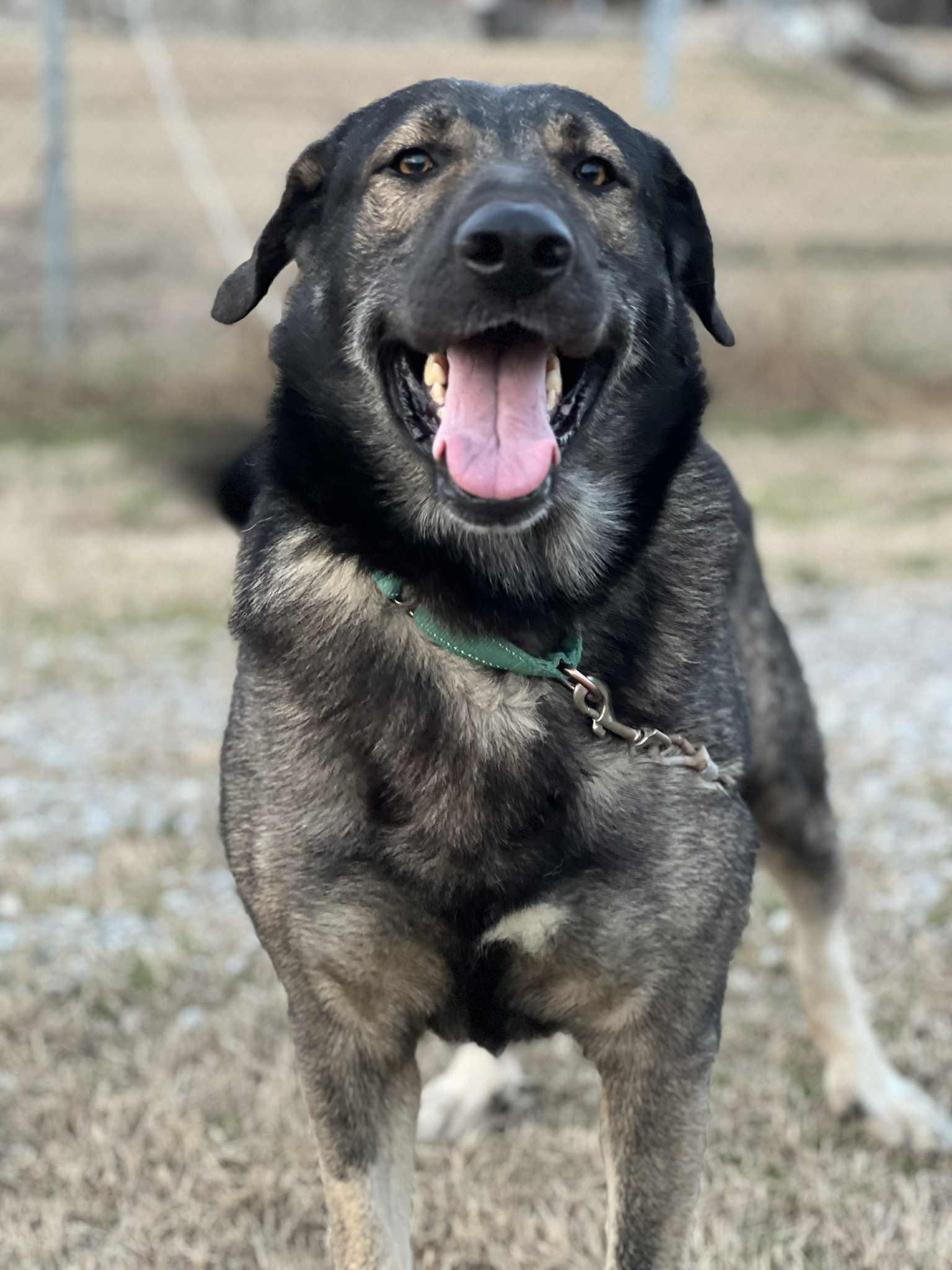 Enlarge Kratos in NH! Come Meet our Adoptable Dogs Wednesday-Saturday. More info in Bio! , a ADOPTABLE mixed breed in Manchester, NH image 3/5