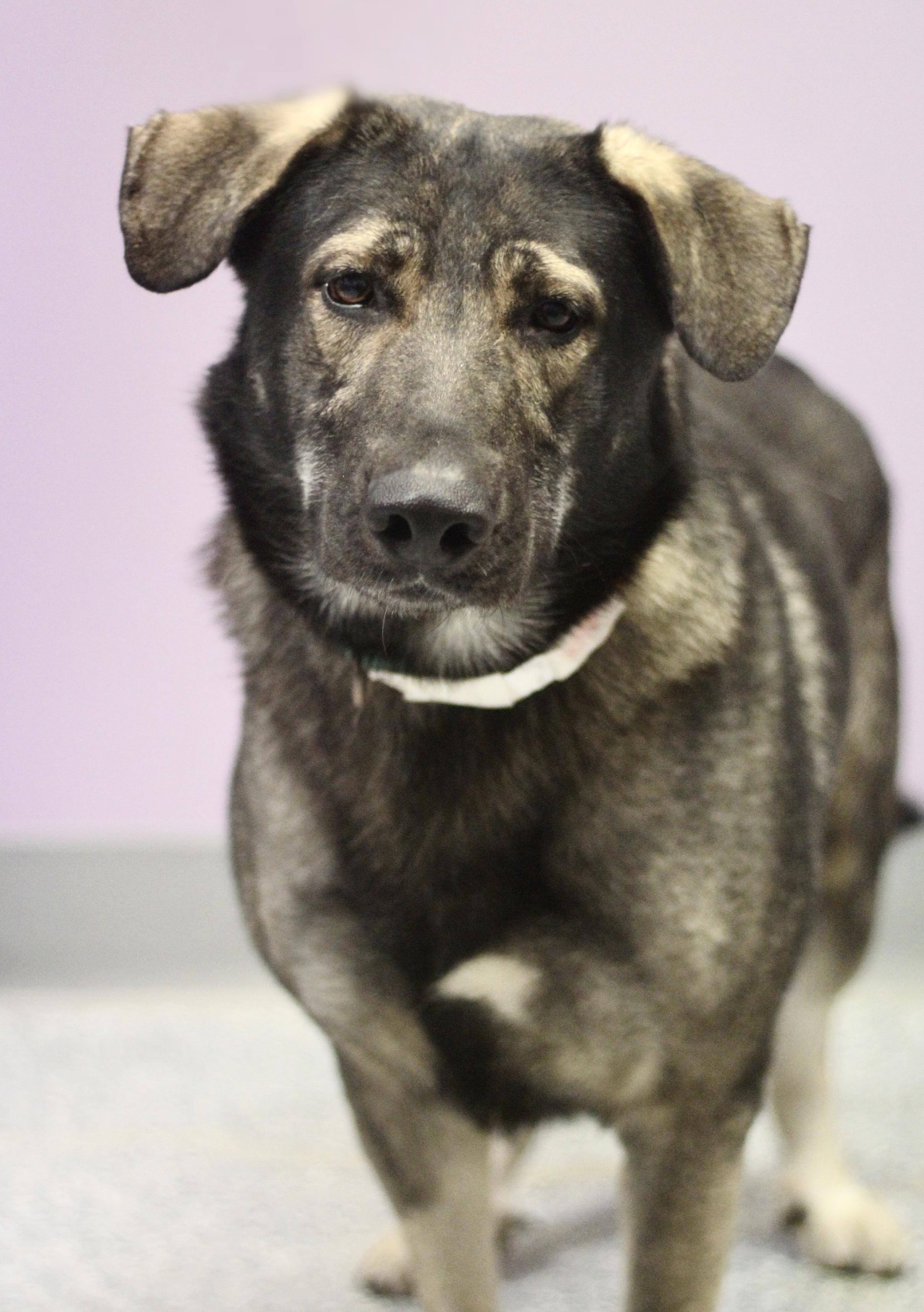 Enlarge Kratos in NH! Come Meet our Adoptable Dogs Wednesday-Saturday. More info in Bio! , a ADOPTABLE mixed breed in Manchester, NH image 2/5