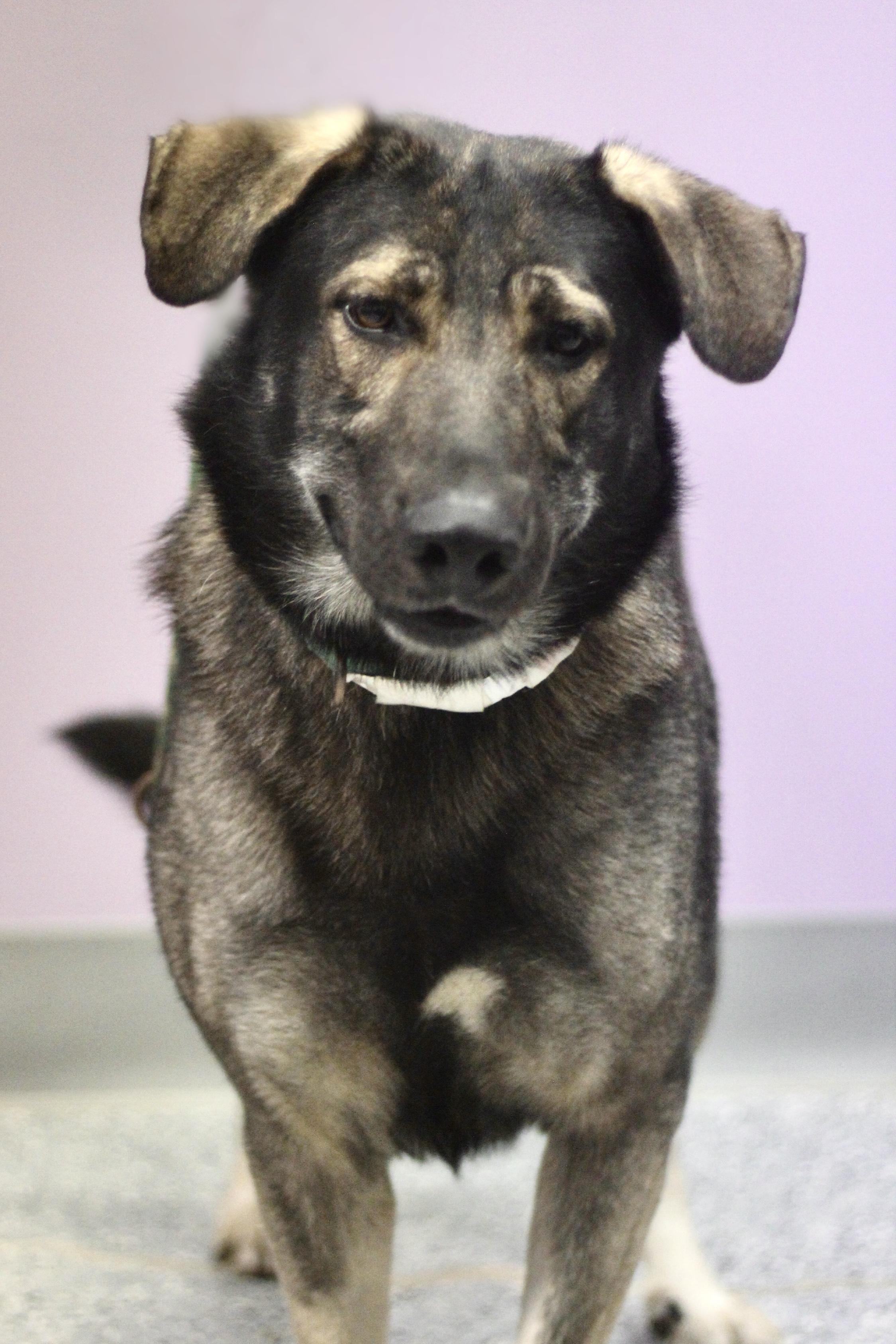 Enlarge Kratos in NH! Come Meet our Adoptable Dogs Wednesday-Saturday. More info in Bio! , a ADOPTABLE mixed breed in Manchester, NH image 5/5