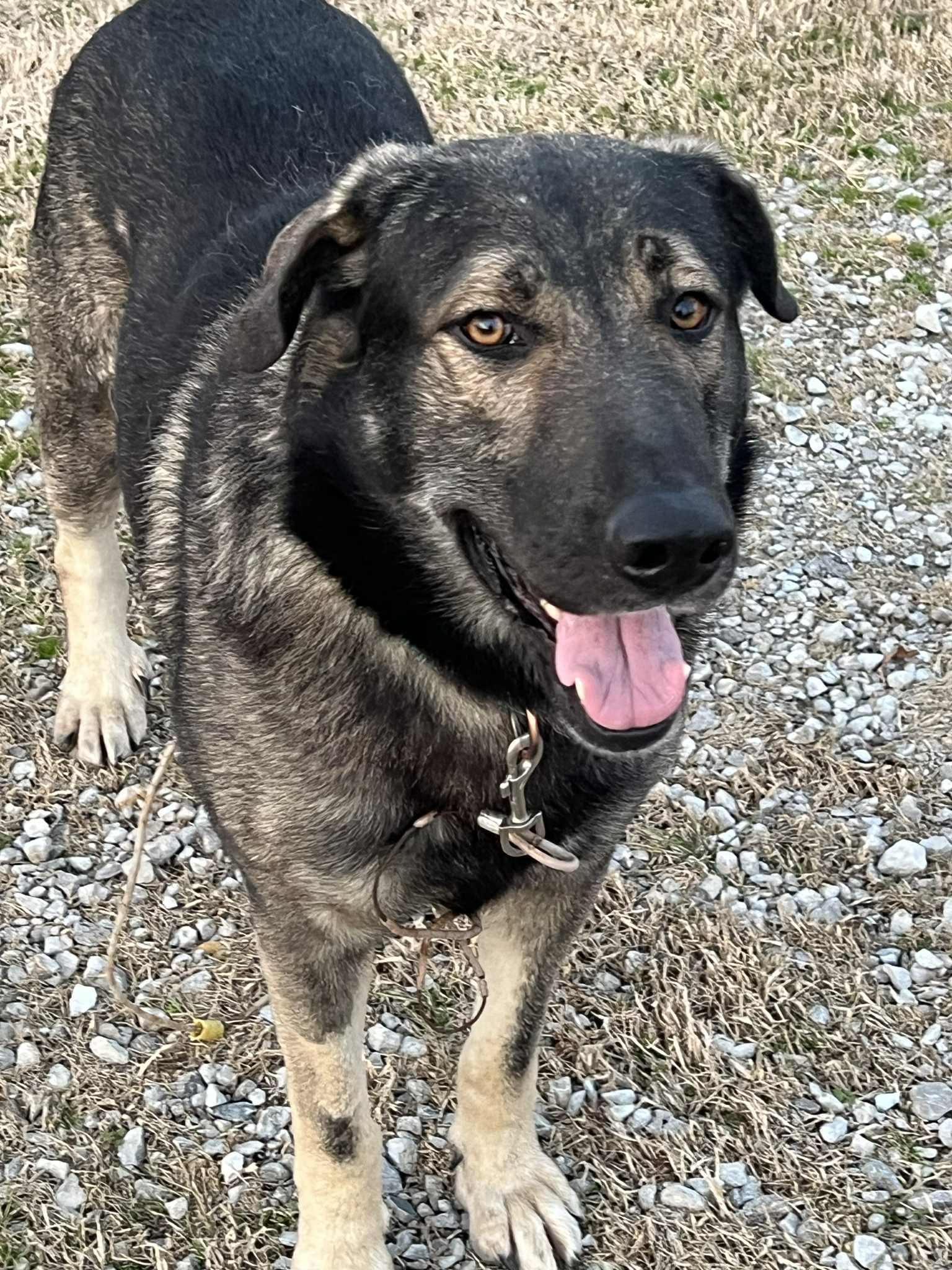 Enlarge Kratos in NH! Come Meet our Adoptable Dogs Wednesday-Saturday. More info in Bio! , a ADOPTABLE mixed breed in Manchester, NH image 4/5