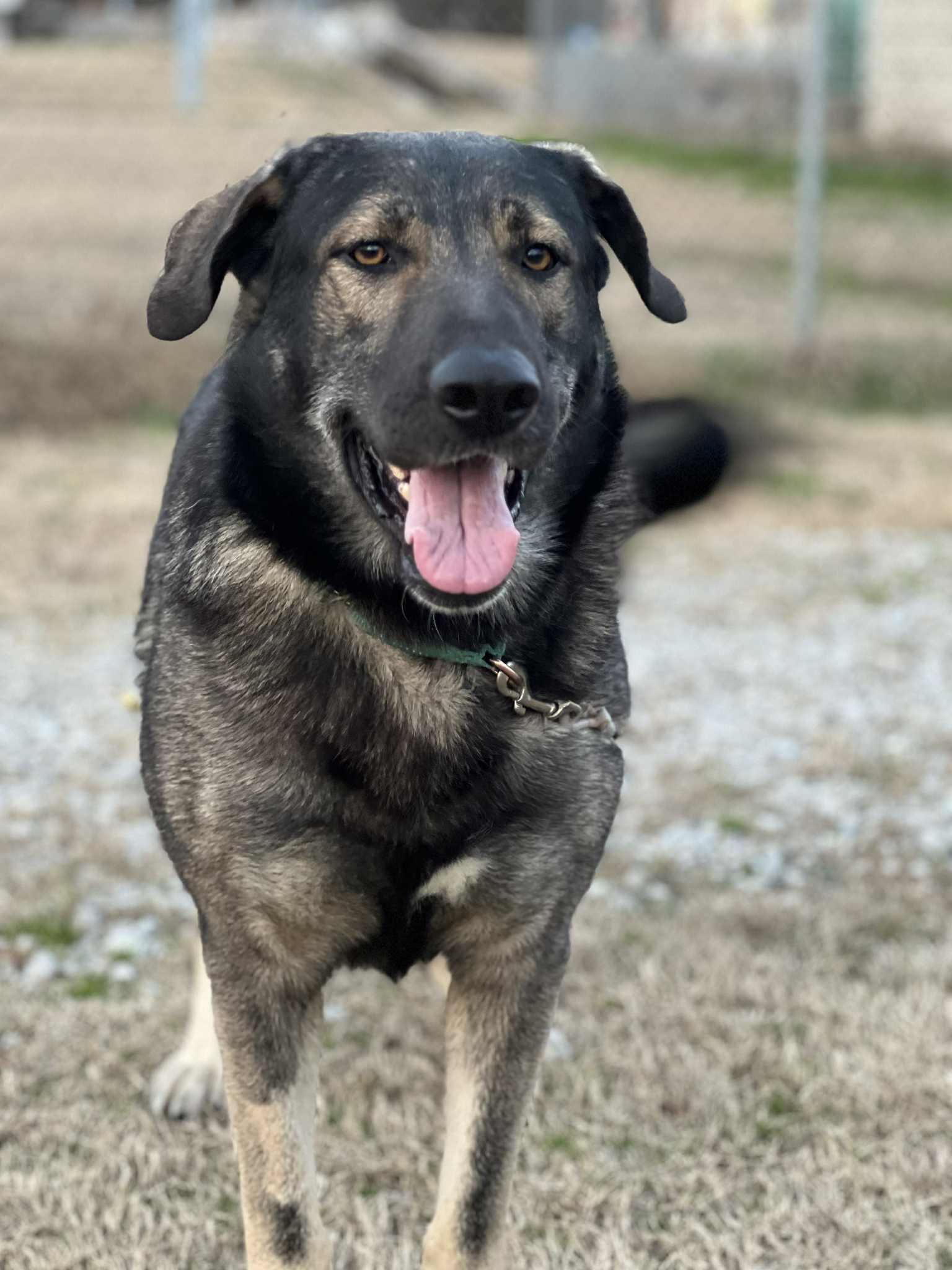 Kratos in NH! Come Meet our Adoptable Dogs Wednesday-Saturday. More info in Bio! , ADOPTABLE, Adult Male Shepherd.