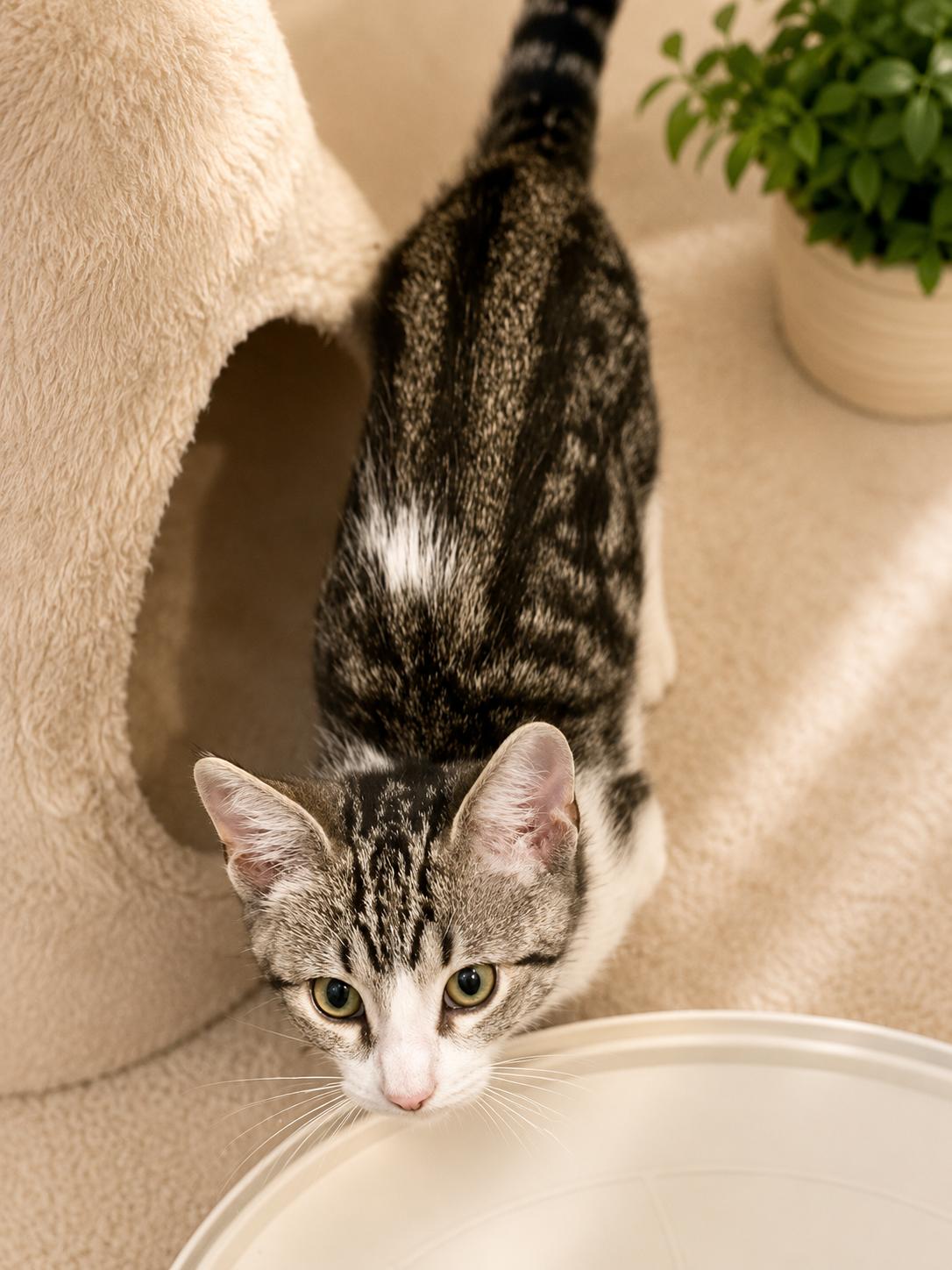 Enlarge Taco Loco, a Adoptable Tabby in Santa Cruz, CA image 3/4