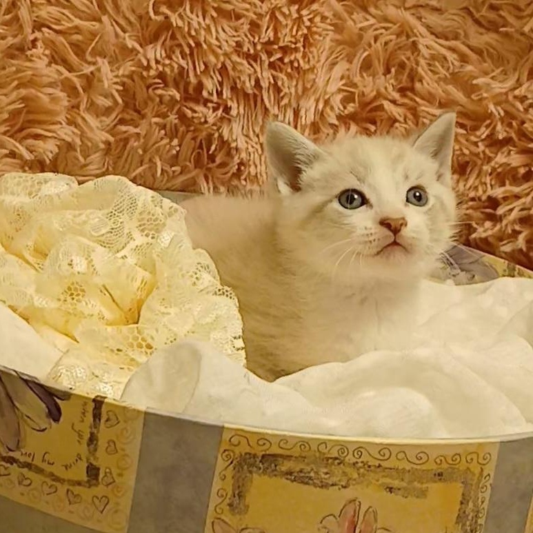 Sarge, Adoptable, Kitten Male Siamese & Domestic Short Hair.