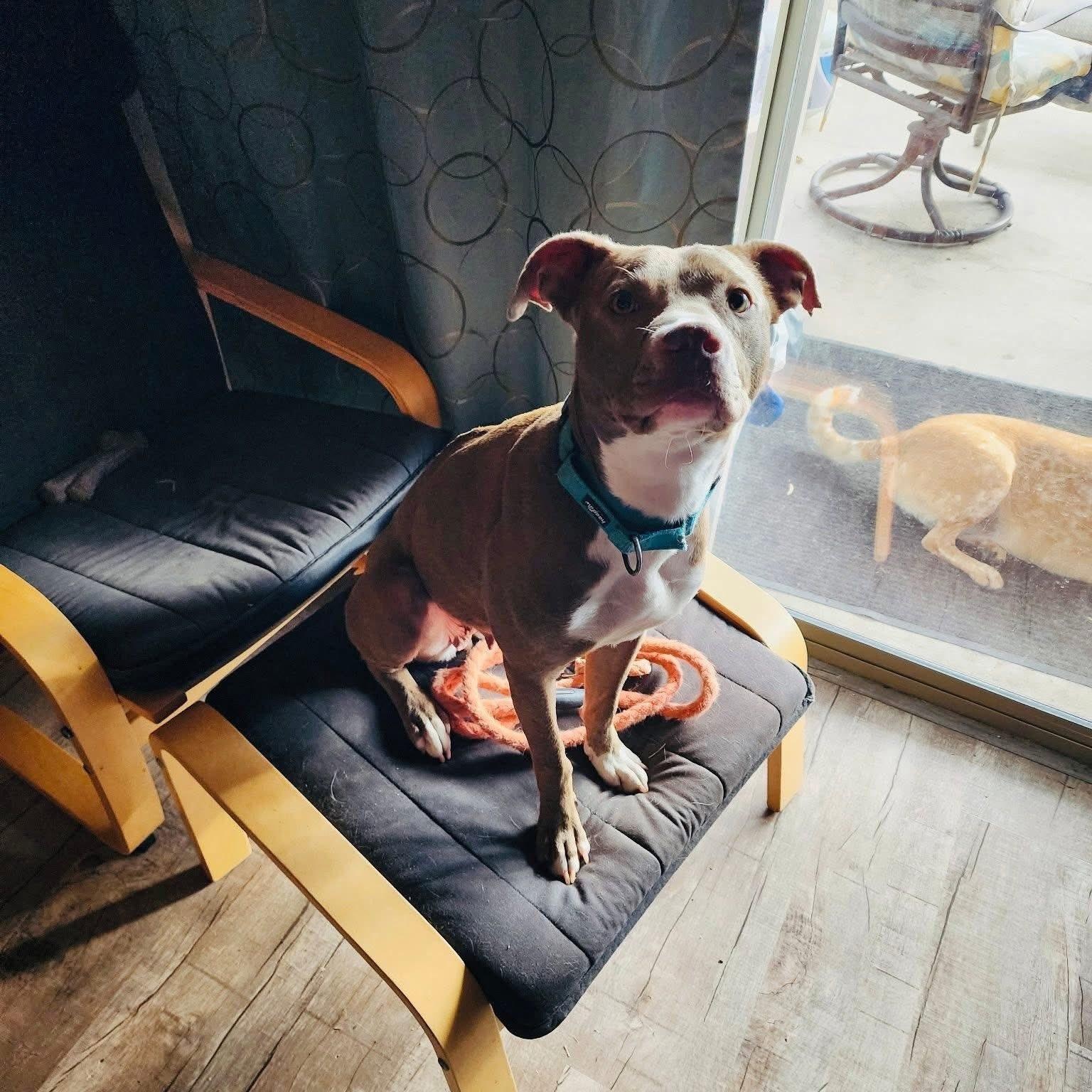 Xena, a ADOPTABLE mixed breed in Williston, VT image 6/6