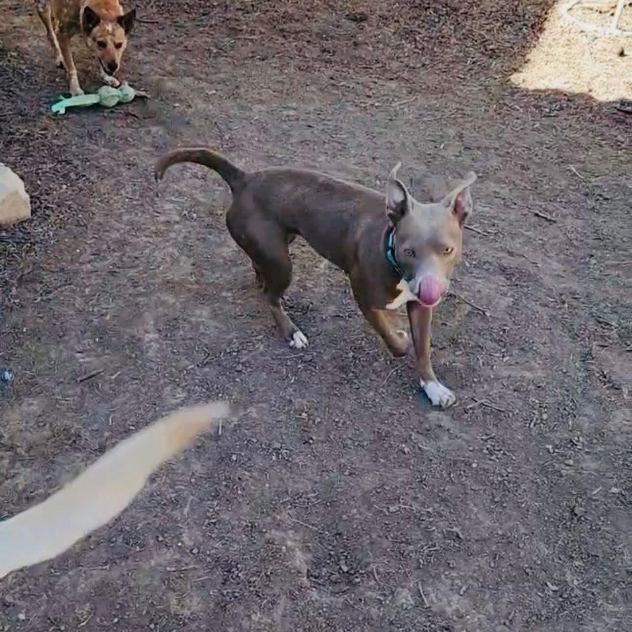 Xena, a ADOPTABLE mixed breed in Williston, VT image 5/6