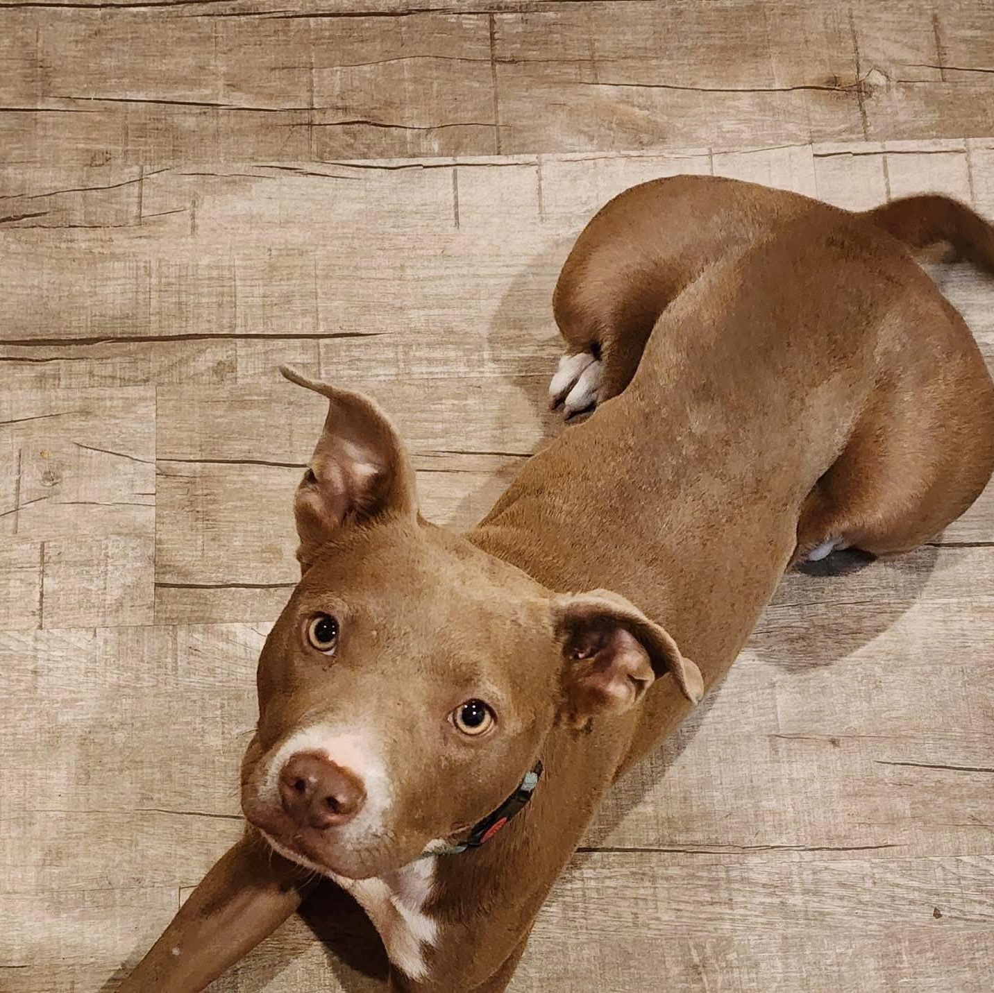 Xena, a ADOPTABLE mixed breed in Williston, VT image 3/6
