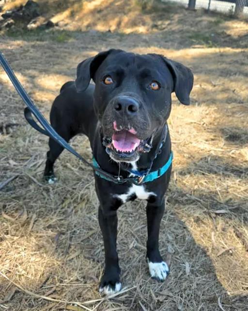 SKUNK, Adoptable, Young Male Cane Corso.