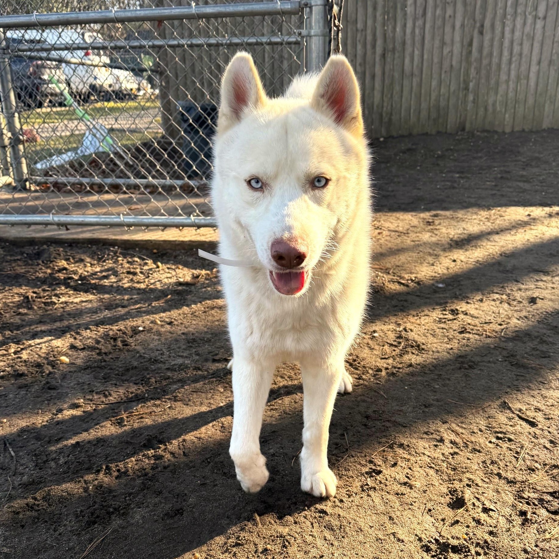 Enlarge Donald, an adopted Siberian Husky in Brookhaven, NY image 2/2