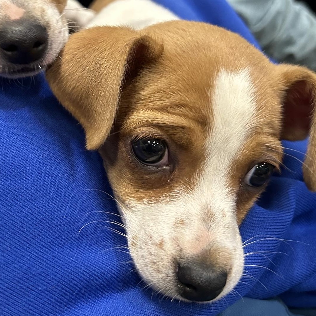 Drew (Property Brothers Litter), a Adoptable mixed breed in Redwood City, CA image 2/2