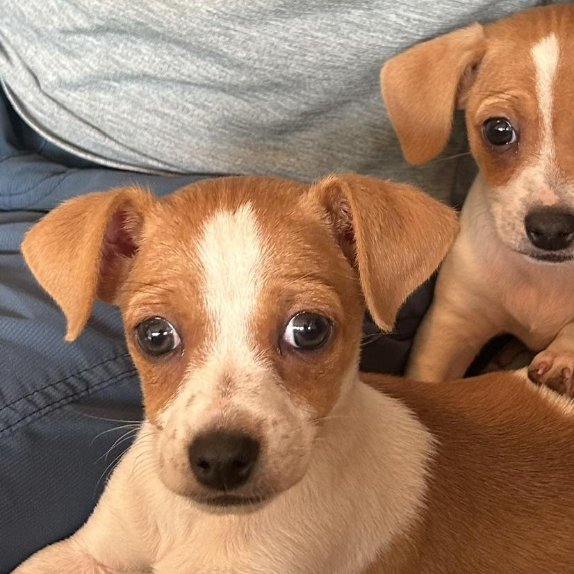 Drew (Property Brothers Litter), Adoptable, Puppy Male Chihuahua.