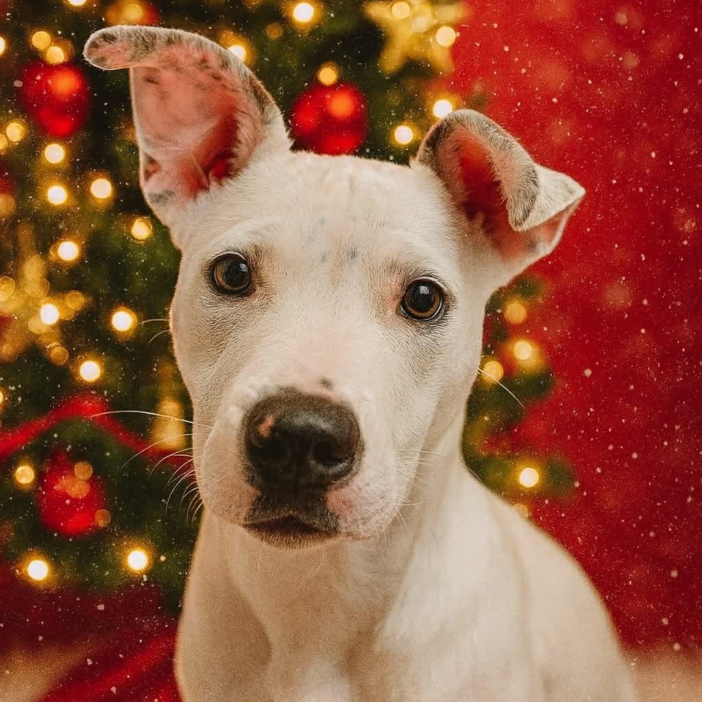 Chet, adopted, Young Male Pit Bull Terrier.