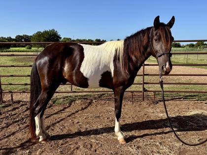 Enlarge Darth Vader, a Adoptable Paint / Pinto in Fort Worth, TX image 2/3