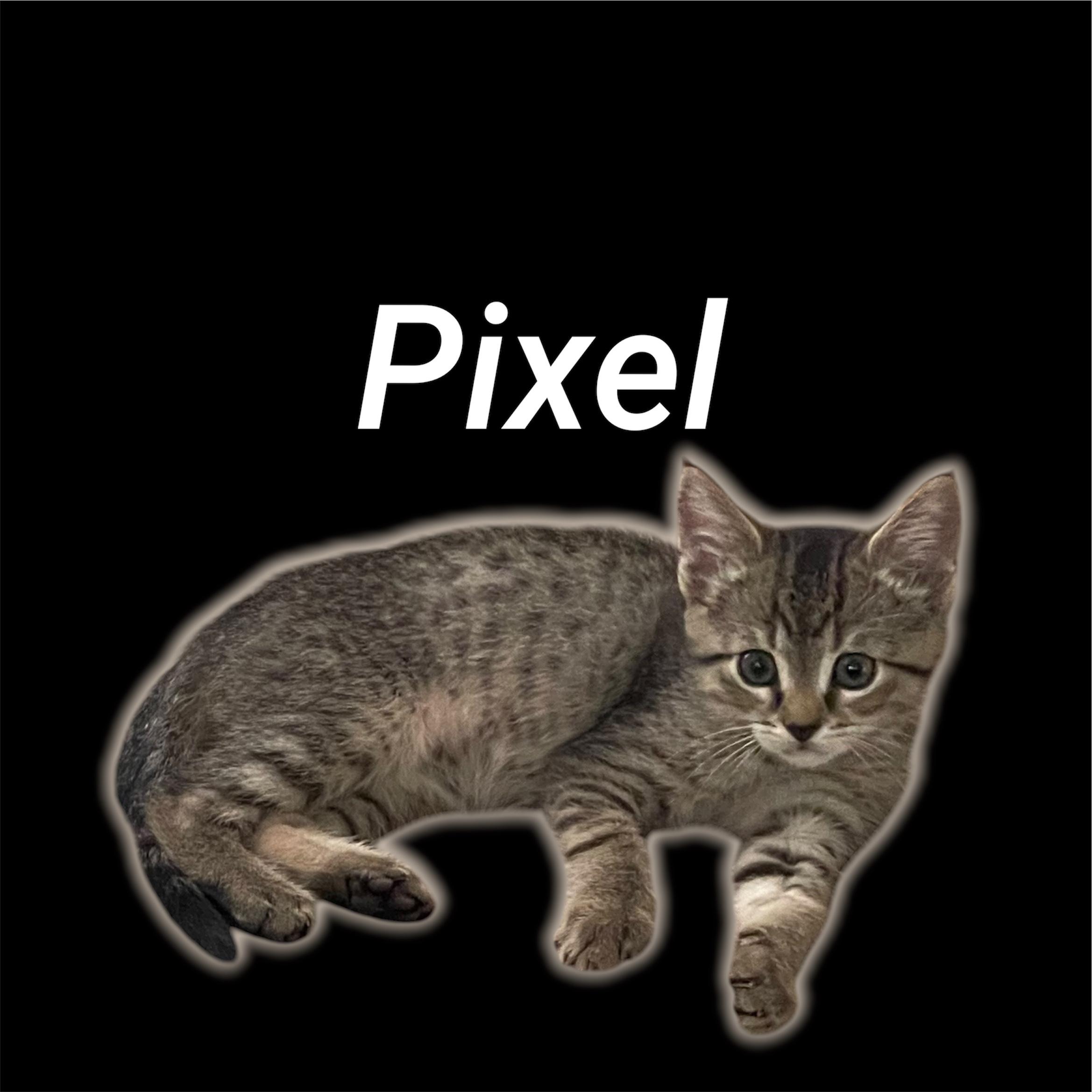 Pixel, adoptable, Kitten Male Domestic Short Hair.