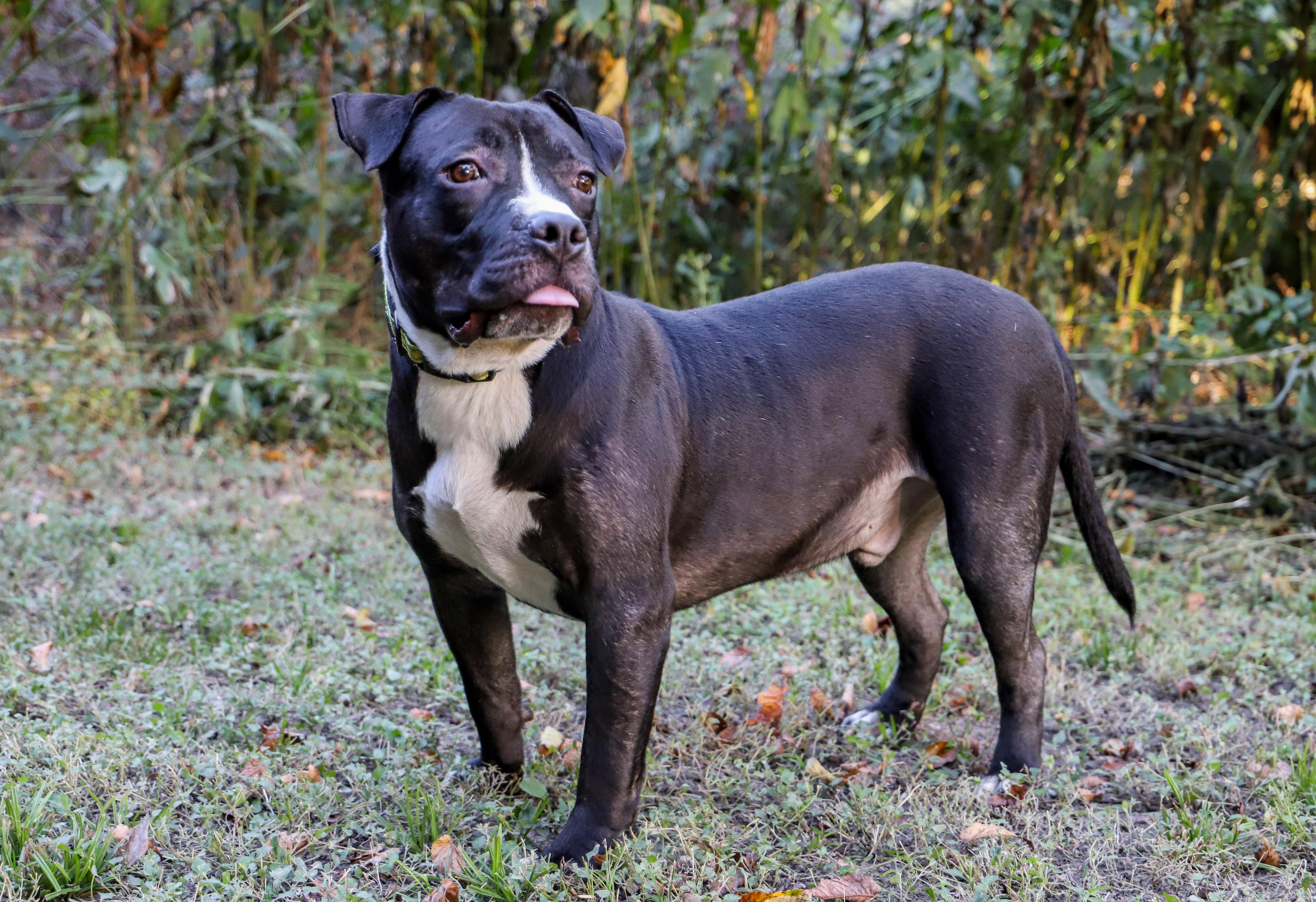 SAUSAGE, Adoptable, Young Male Pit Bull Terrier.